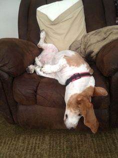 a brown and white dog laying on top of a chair