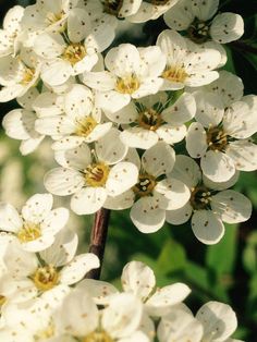 white flowers are blooming in the sun