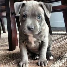 a gray puppy sitting under a wooden chair