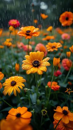 yellow and red flowers are in the rain