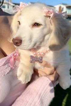 a woman holding a white dog wearing a pink bow tie and pearls on it's collar