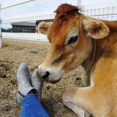 We promise that you'll udderly adore our Vegan Leather Safety Boots! 📷 @artichokemafia Womens Work Boots, Steel Toe Shoes, Material Science, Steel Toe Work Boots, Safety Boots, Professional Dresses, Safety Shoes, Professional Women, Designer Boots