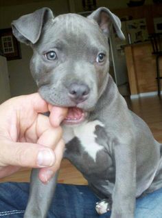 a person is holding a small gray and white dog in their hand while sitting on the floor