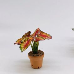 a small potted plant with red and yellow leaves