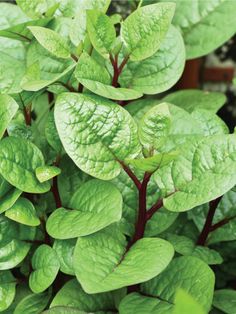 a close up of a plant with green leaves