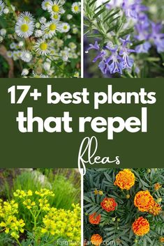 different types of flowers with the words 17 best plants that repel