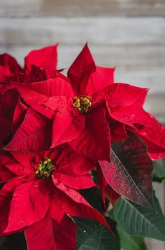 red poinsettia with green leaves in front of a wooden wall