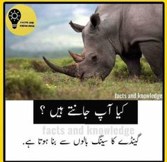 the rhino is eating grass in front of an advertisement for fact and knowledge written in two languages