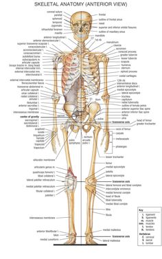 the skeletal skeleton and its major bones are labeled in this diagram, with labels on each side