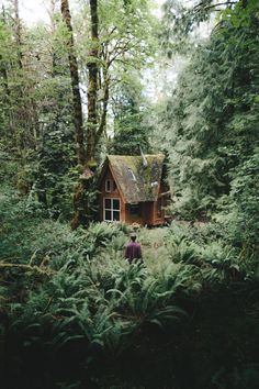 a man standing in front of a small cabin surrounded by trees and ferns on a forest floor