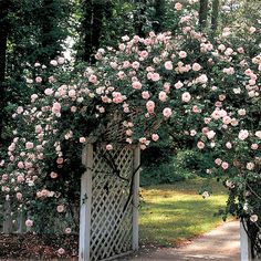 an open white gate with pink roses growing on it and green grass in the background