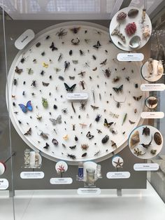 a display case filled with lots of different types of bugs and insects on white plates