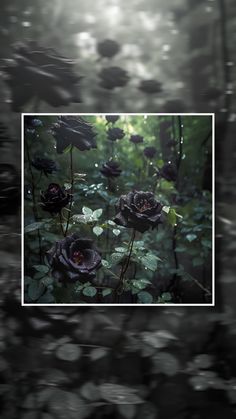 some black roses are growing in the woods