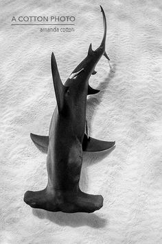 a black and white photo of a shark laying on the snow with its mouth open