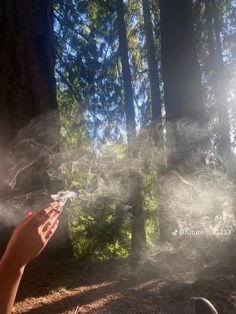 Earth Girl, Nature Trail, In The Woods, Not Mine, Seattle, Trees, Nature