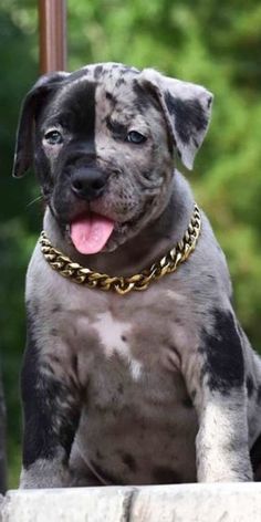 a black and white dog sitting on top of a cement block with a gold chain around it's neck