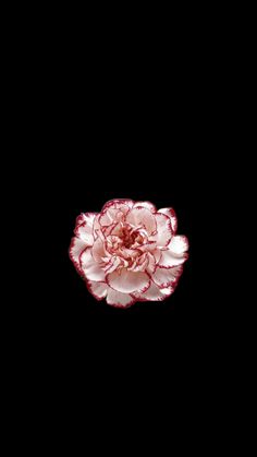 a pink flower is shown against a black background in this image, it appears to be floating on the water