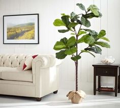 a living room with white furniture and a large fiddle plant in the middle of the room