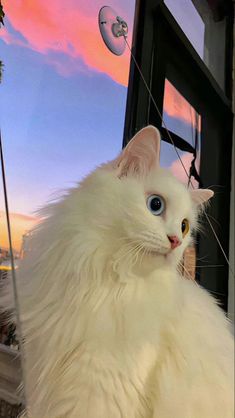 a white cat with blue eyes sitting in front of a window