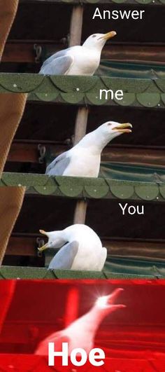 three seagulls sitting on the roof of a building