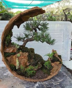 a bonsai tree in a wooden bowl with rocks and moss on the ground next to it