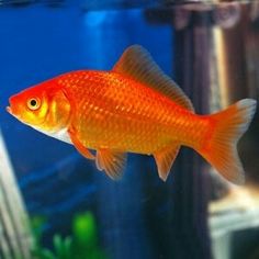 a goldfish in an aquarium looking at the camera