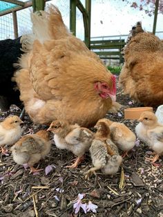 several chickens are standing around in the dirt