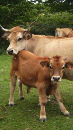 three brown cows standing on top of a green grass covered field with trees in the background