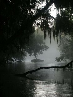 a tree branch in the middle of a body of water on a foggy day