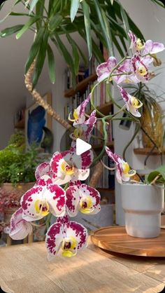 an orchid plant with purple and yellow flowers in a pot sitting on a wooden table