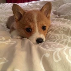 a small brown and white dog laying on top of a bed