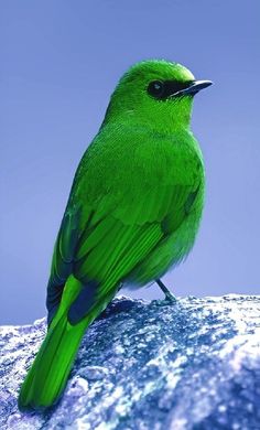 a green bird sitting on top of a rock in the middle of the day with blue sky behind it