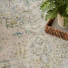 a potted plant sitting on top of a rug