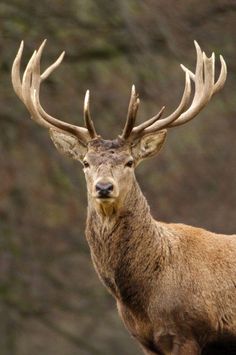 a close up of a deer with antlers on it's face and neck