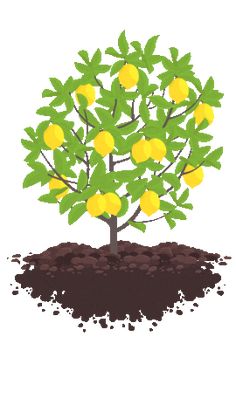 a lemon tree with green leaves and yellow fruit growing out of the ground, on a white background