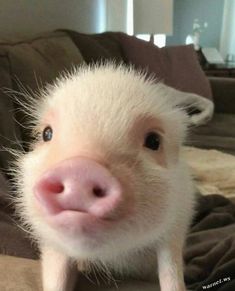 a small white pig sitting on top of a couch