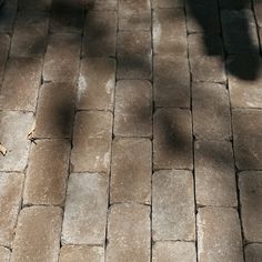 the shadow of a person walking on a brick walkway with a dog in the background