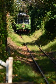 a green train traveling through a forest filled with lush green trees and grass on the tracks