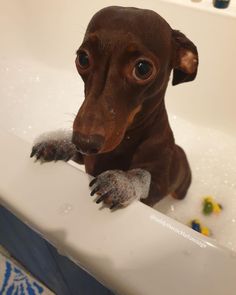 a small brown dog sitting in a bathtub with soap on it's paws