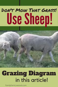 two sheep walking in the grass with text that reads, don't mow that goat use sheep grazing diagram in this article