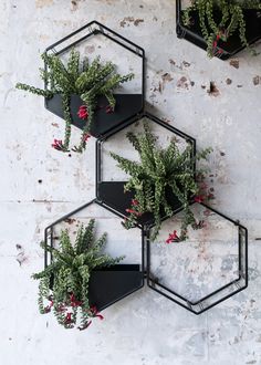 three black hexagonal planters with plants in them on a white wall background