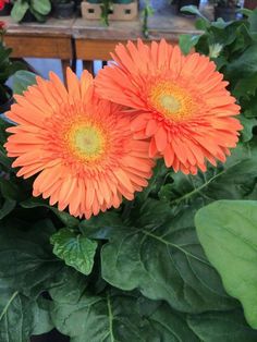 two orange flowers are in the middle of some green leaves on a table with other plants