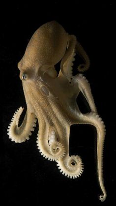 an octopus sitting on top of a black surface