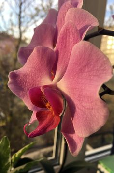 a pink flower sitting on top of a window sill