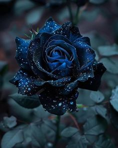 a blue rose with water droplets on it's petals in the dark, surrounded by green leaves