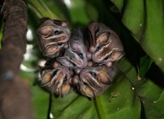 three small bats are nestled in the middle of a tree branch, with leaves surrounding them