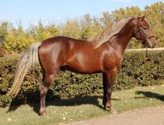 a brown horse standing on top of a lush green field next to a hedge covered hillside