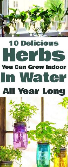 an image of herbs growing in jars with the title 10 delicious herbs you can grow indoors in water all year long