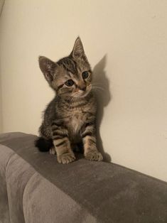 a small kitten sitting on top of a bed next to a white wall and looking at the camera