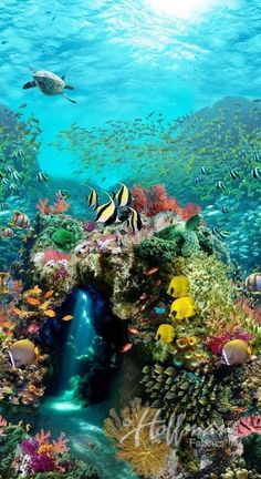 an underwater scene with fish, corals and other marine life in the ocean water